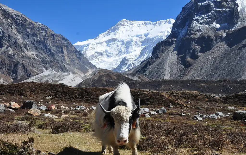 Yak grazing in front of Kanchenjunga mountains.