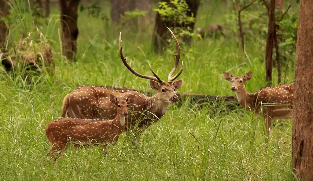 A group of Spotted Deer, including a prominently antlered male and several does, grazes in the lush greenery of Bardia National Park, Nepal