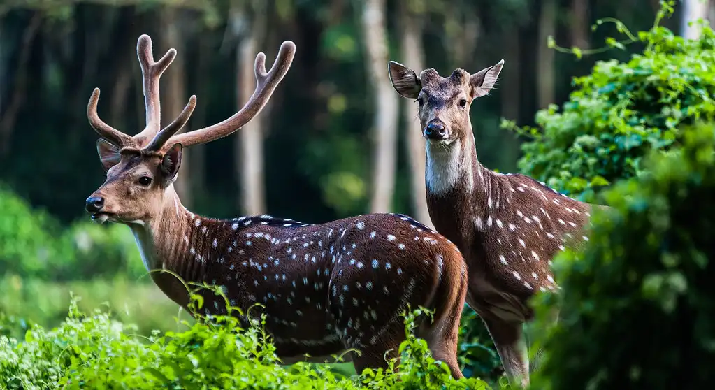 Two deer standing amidst lush green foliage in Chitwan National Park