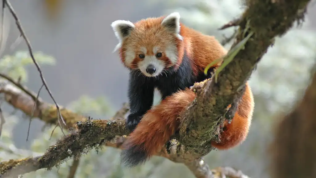 A red panda resting on a tree branch in Sagarmatha National Park, showcasing its reddish-brown fur and bushy tail.