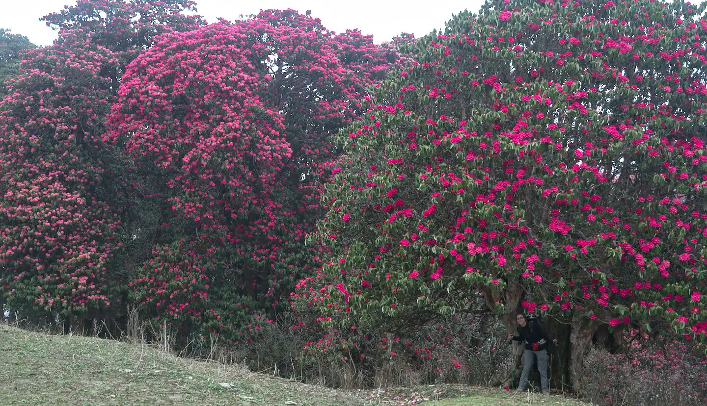 Rhododendron trees in full bloom with vibrant pink flowers, with a person standing under one of the trees for scale