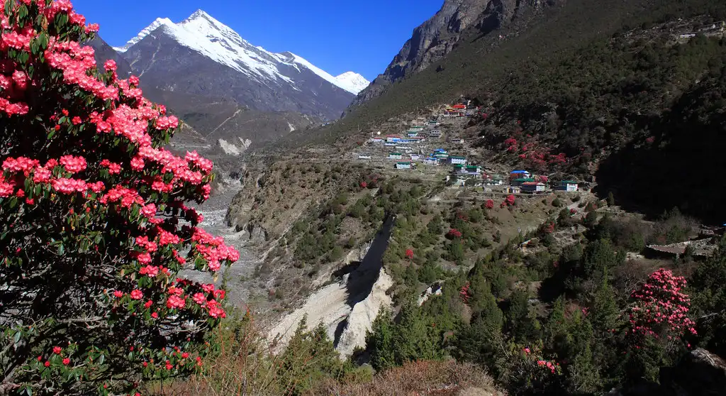 Rhododendron flowers in full bloom with snow-capped mountains and a village in Sagarmatha National Park, Nepal.