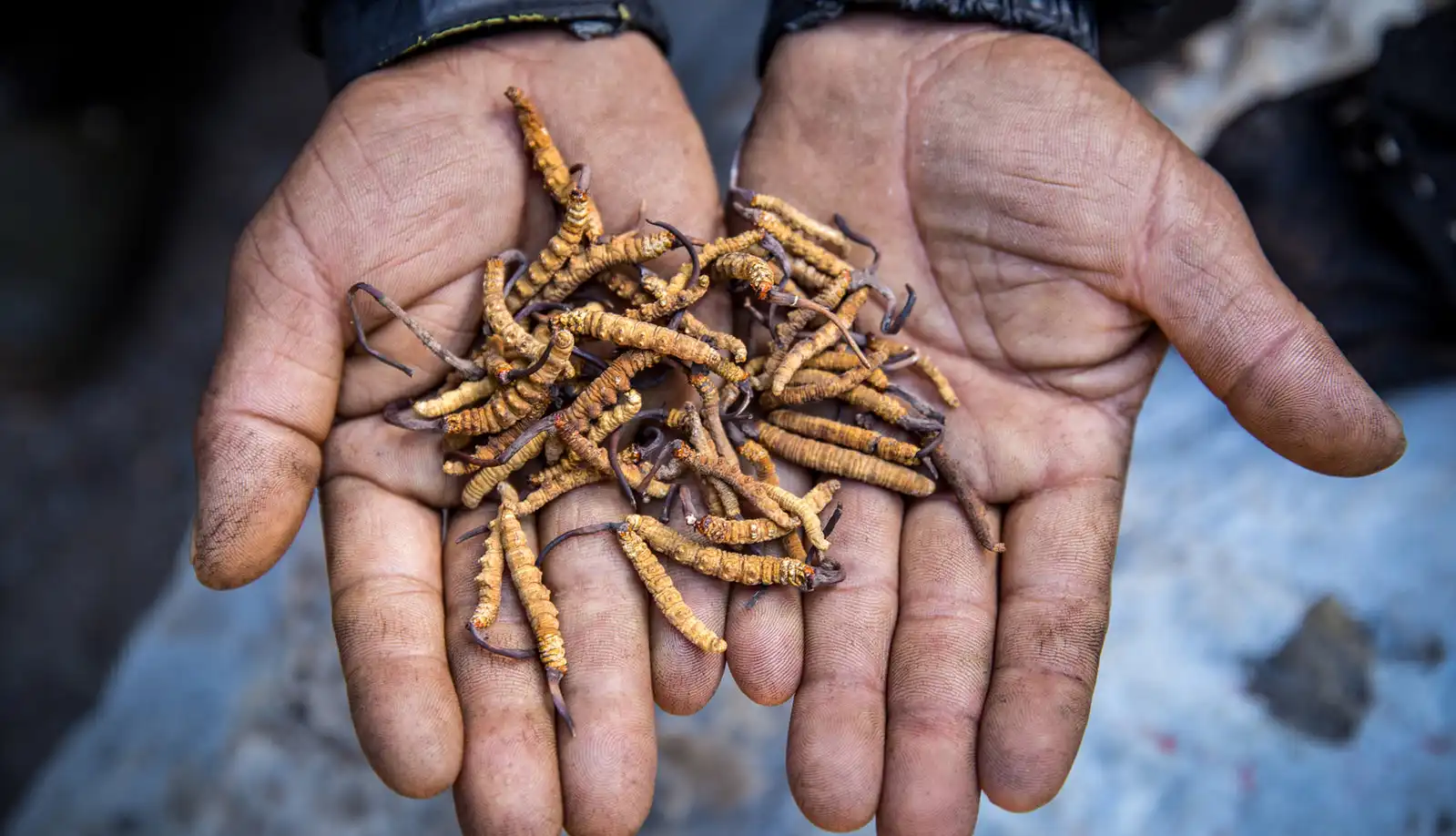 A person holds a handful of Yarsagumba (Cordyceps sinensis) caterpillar fungi, showcasing their distinct orange and brown colors against the backdrop of their hands