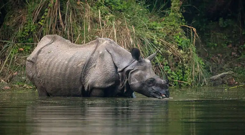 A one-horned Asian rhinoceros wading in the water at Chitwan National Park, Nepal