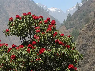 Flora and Fauna of Nepal