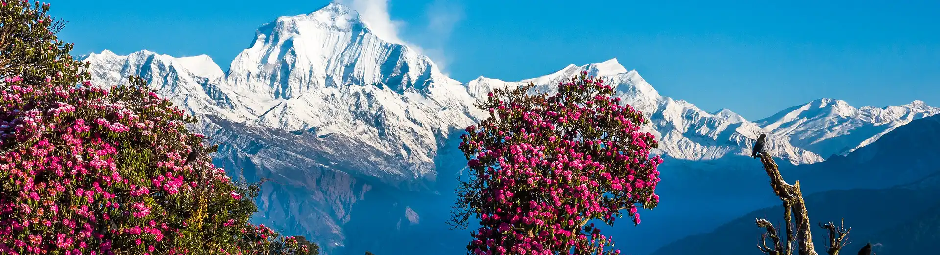 Rhododendron flowers in full bloom with a backdrop of snow-capped mountains under a clear blue sky.